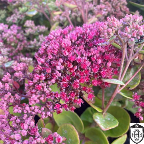 Sedum 'Pillow Talk®' - Kukehari 'Pillow Talk®' 
